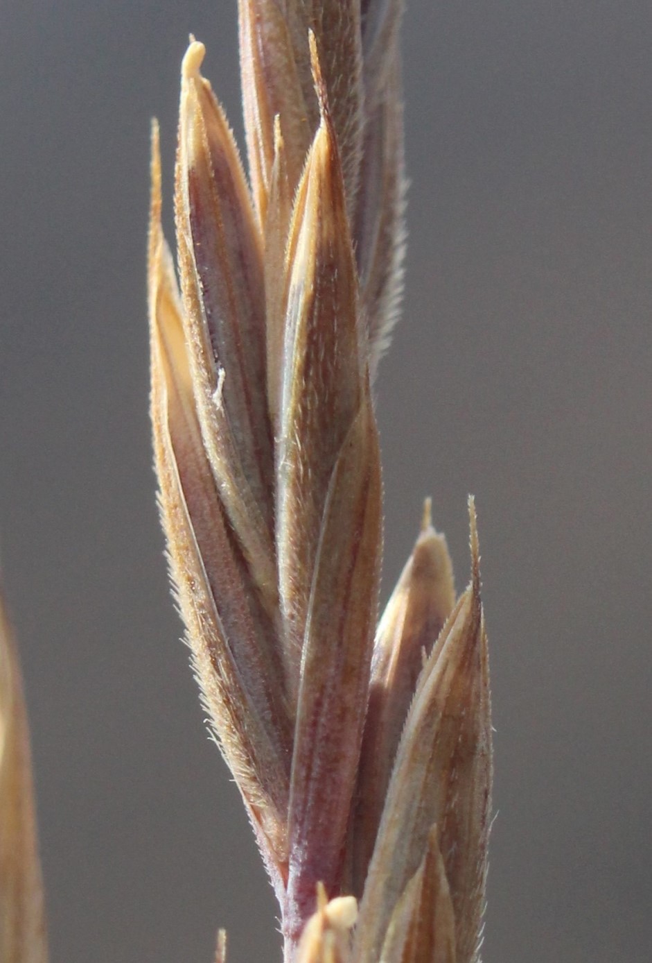 Image of Elymus turuchanensis specimen.