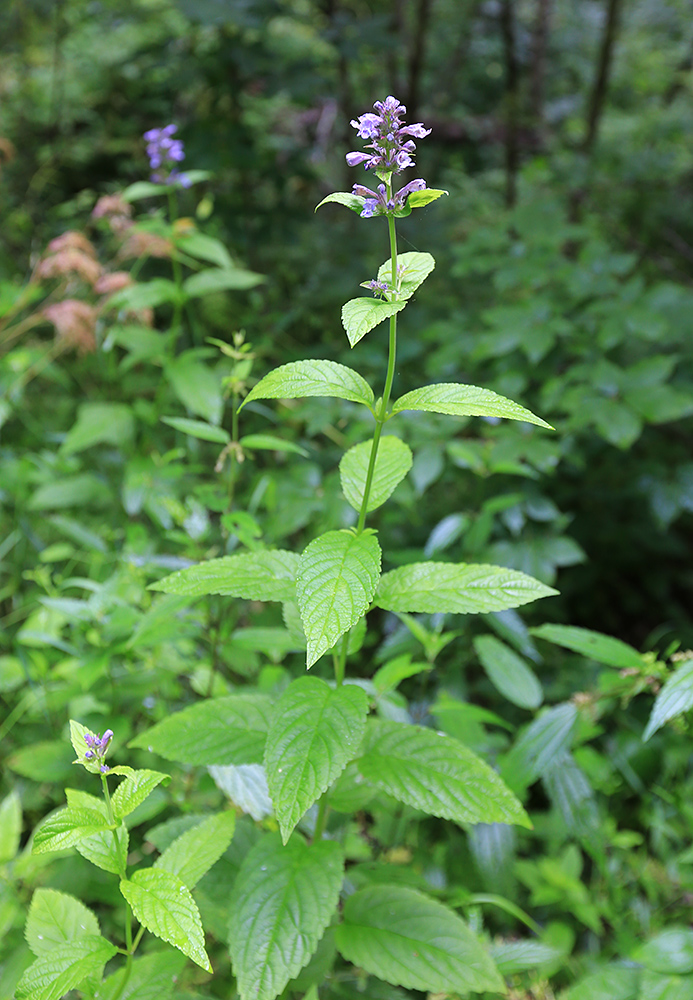 Image of Nepeta manchuriensis specimen.