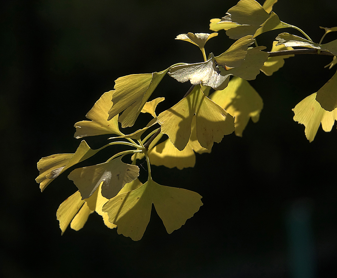 Image of Ginkgo biloba specimen.