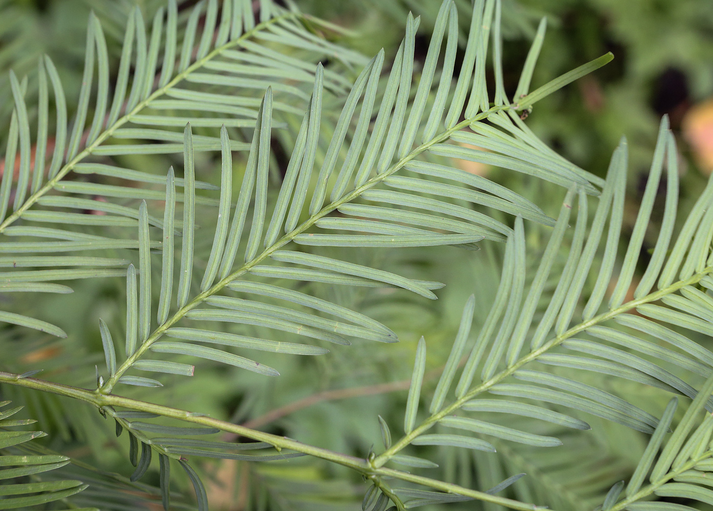 Image of Metasequoia glyptostroboides specimen.