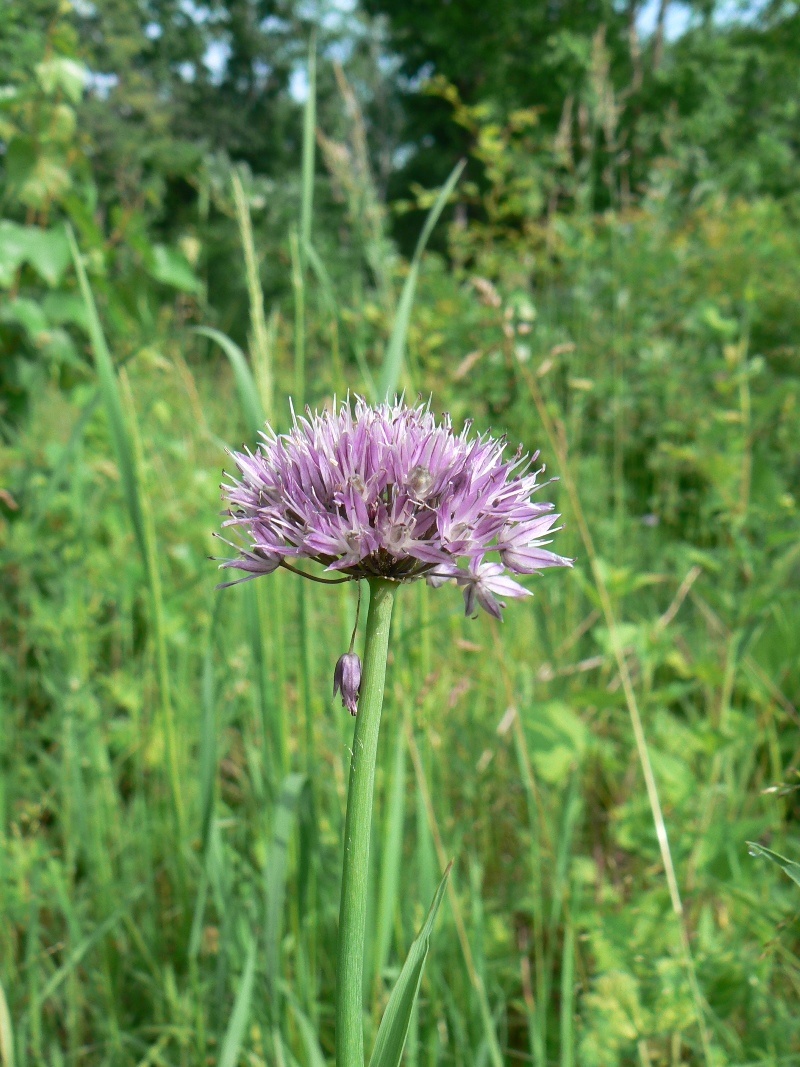 Изображение особи Allium schoenoprasum.