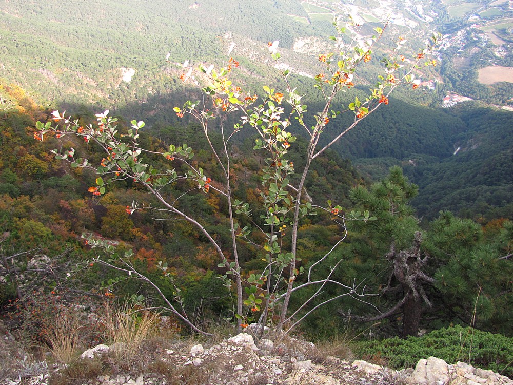 Image of Sorbus taurica specimen.