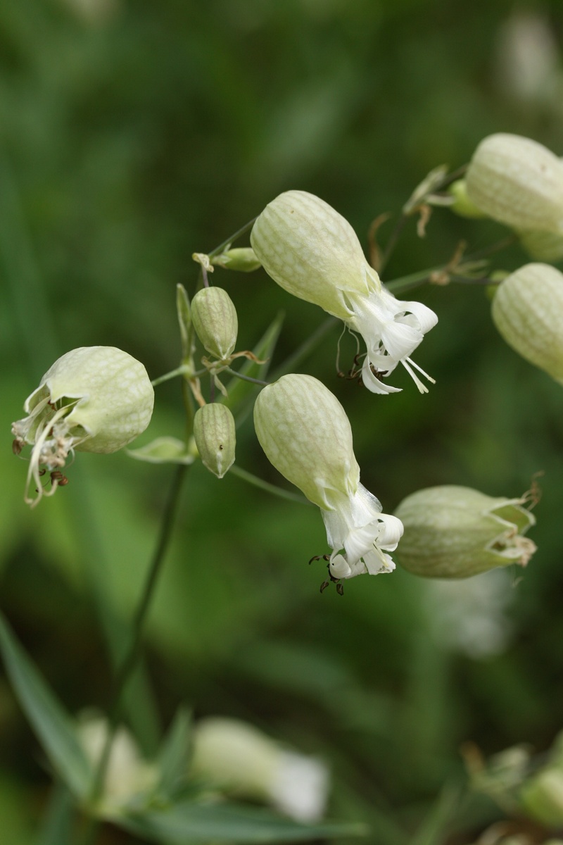 Изображение особи Oberna littoralis.