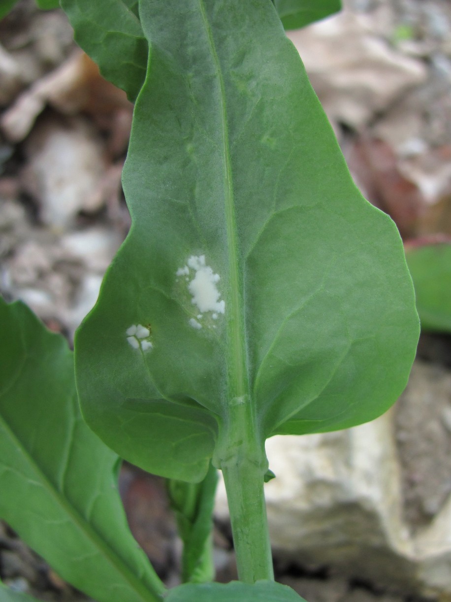 Image of Brassica campestris specimen.