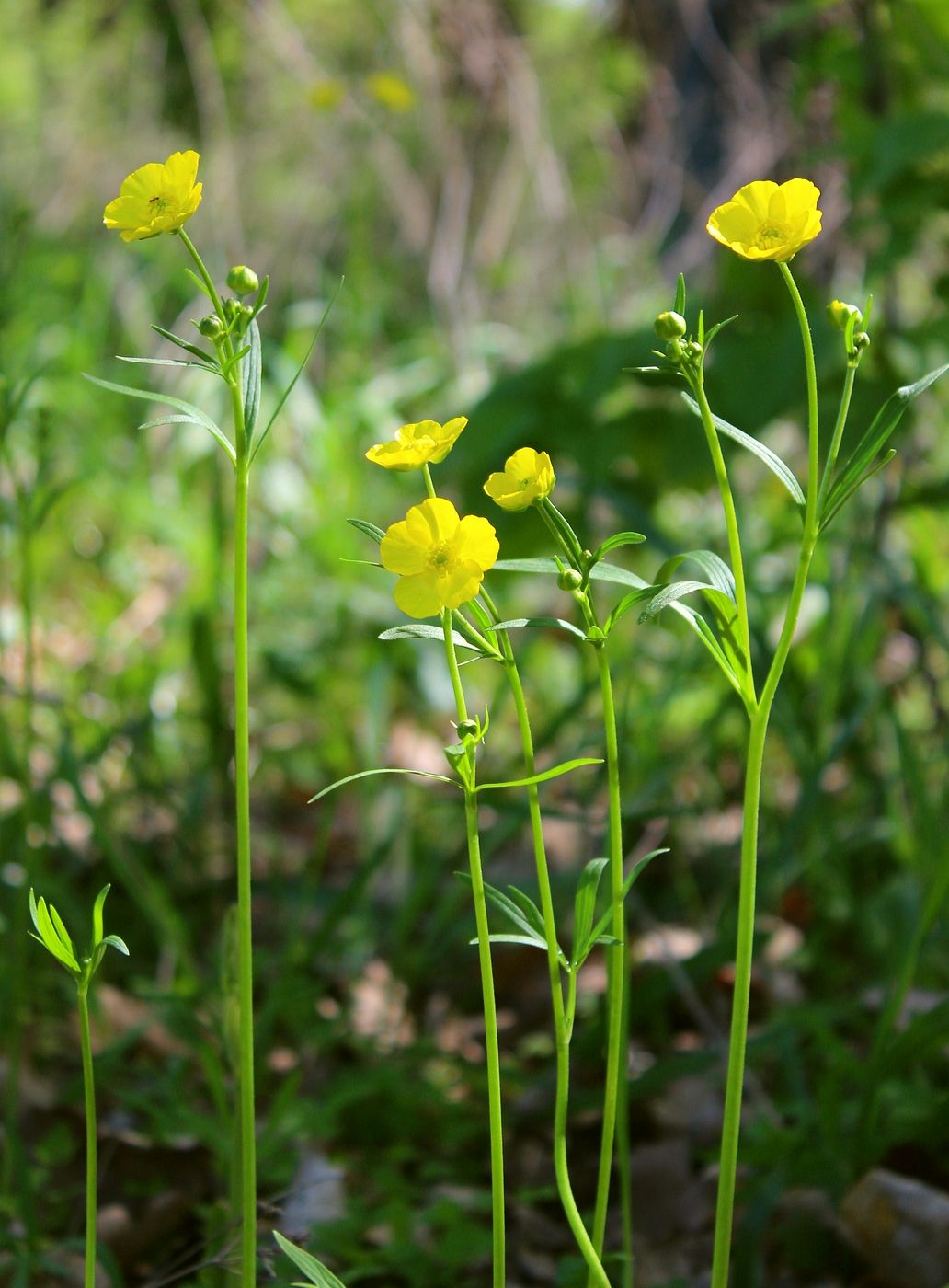 Изображение особи Ranunculus pedatus.