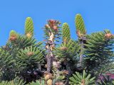 Abies koreana