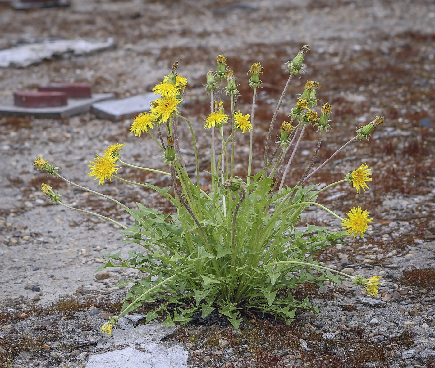 Изображение особи Taraxacum officinale.