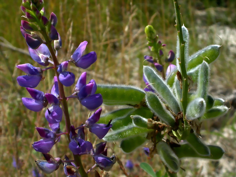 Изображение особи Lupinus &times; regalis.