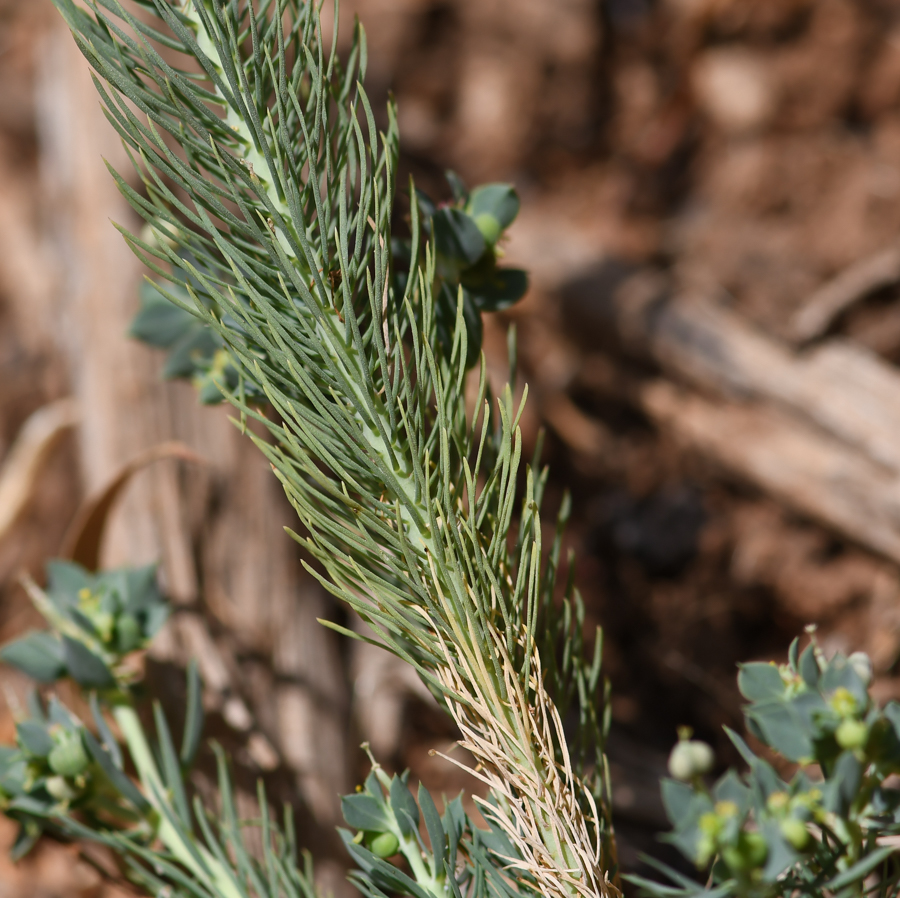 Image of Euphorbia aleppica specimen.