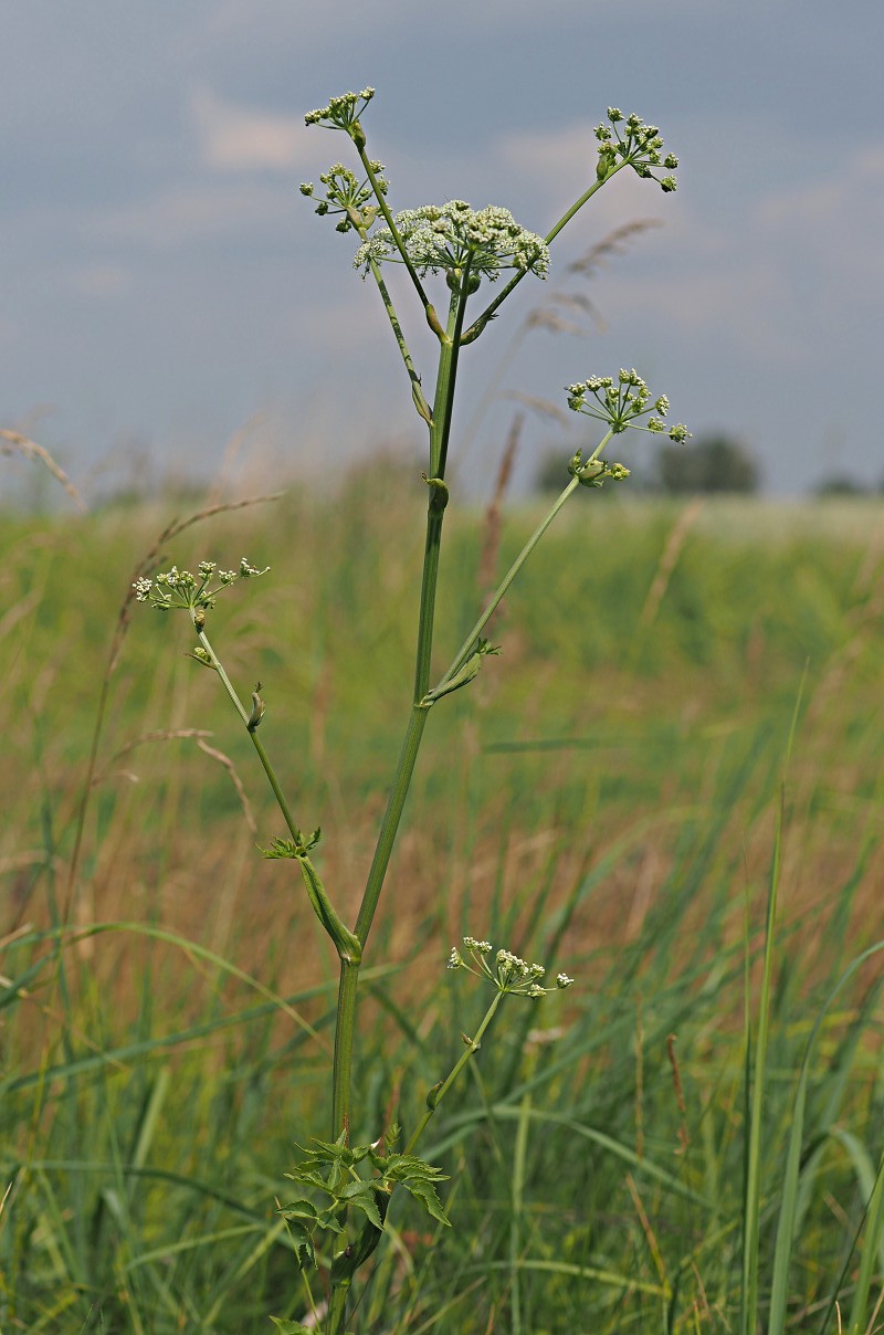 Image of Ostericum palustre specimen.