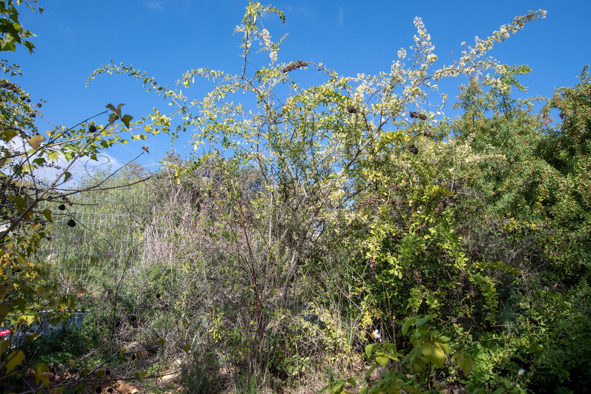 Image of Gymnosporia buxifolia specimen.