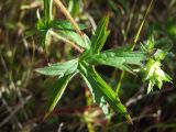 Geranium wlassovianum. Лист. Магаданская обл., Ольский р-н, Клепкинская трасса, бассейн р. Танон, Танонская тундра, небольшое возвышение. 21.08.2021.