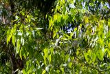 род Eucalyptus. Часть кроны молодого дерева. Израиль, лес Бен-Шемен. 06.06.2020.