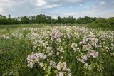 Saponaria officinalis form pleniflora. Цветущие растения. Ростовская обл., Мясниковский р-н, окр. хут. Стоянов, степной склон. 27.06.2021.