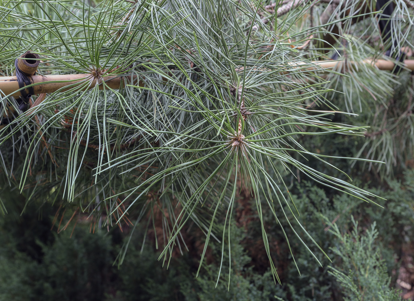 Изображение особи Pinus ponderosa.