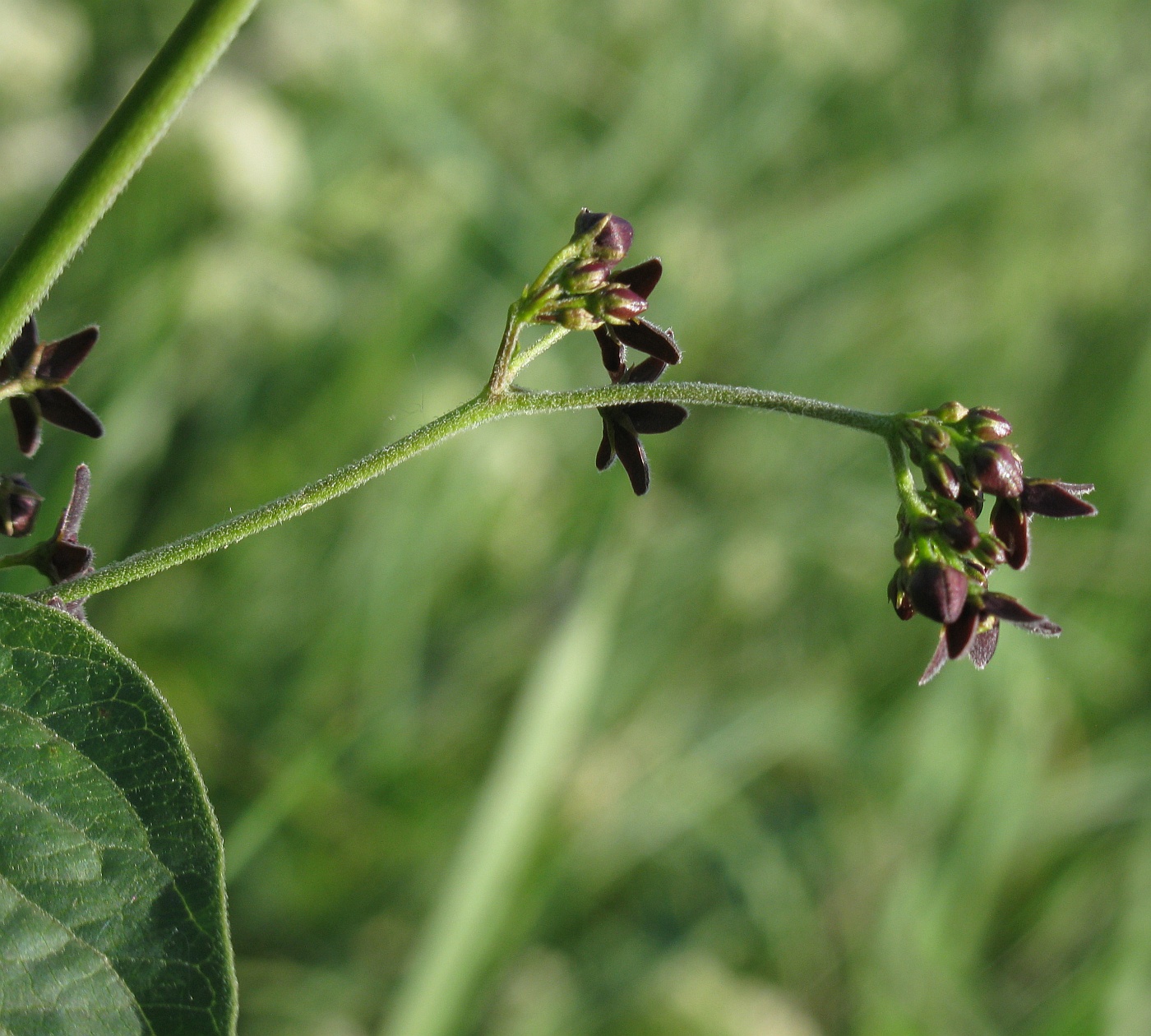 Image of Vincetoxicum scandens specimen.