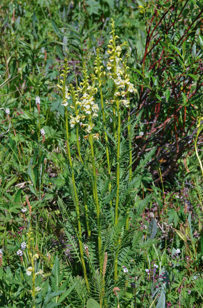 Изображение особи Pedicularis incarnata.