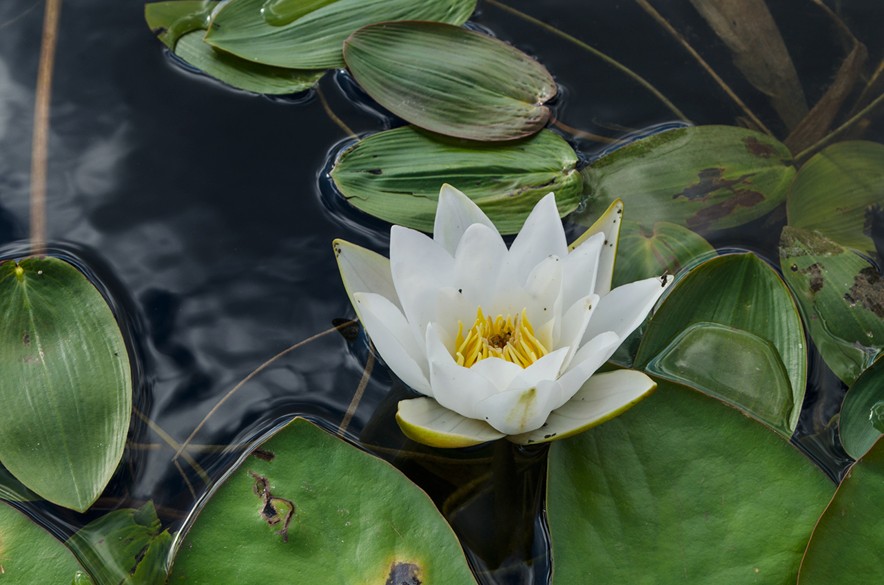 Изображение особи Nymphaea candida.