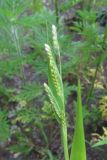 Eriochloa villosa. Соцветие. Северная Осетия, Пригородный р-н, окр. с. Михайловское, у дороги на окраине поля. 06.07.2021.