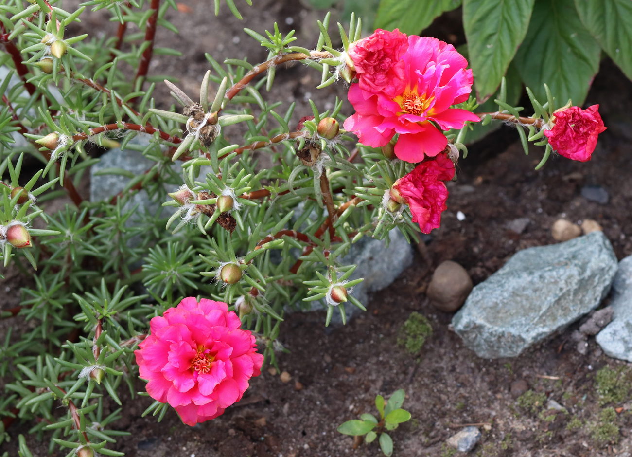 Image of Portulaca grandiflora specimen.