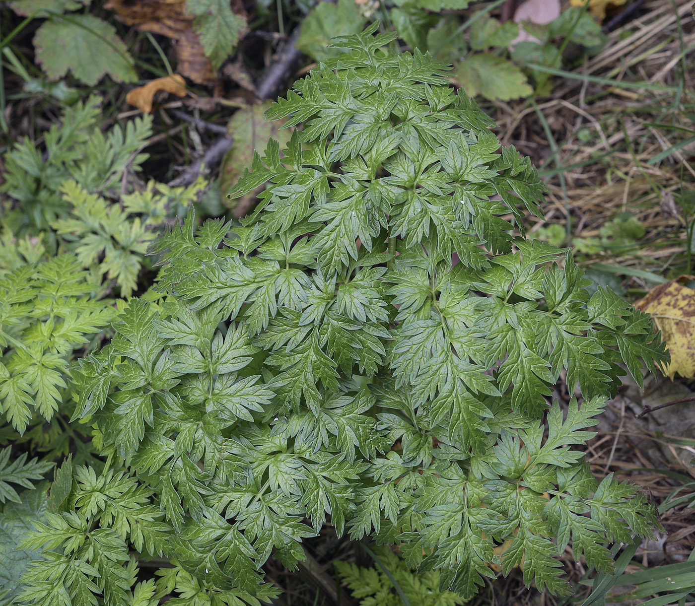 Image of Anthriscus sylvestris specimen.