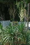 Yucca gloriosa. Цветущее растение. Республика Абхазия, окр. Нового Афона. 20.08.2009.