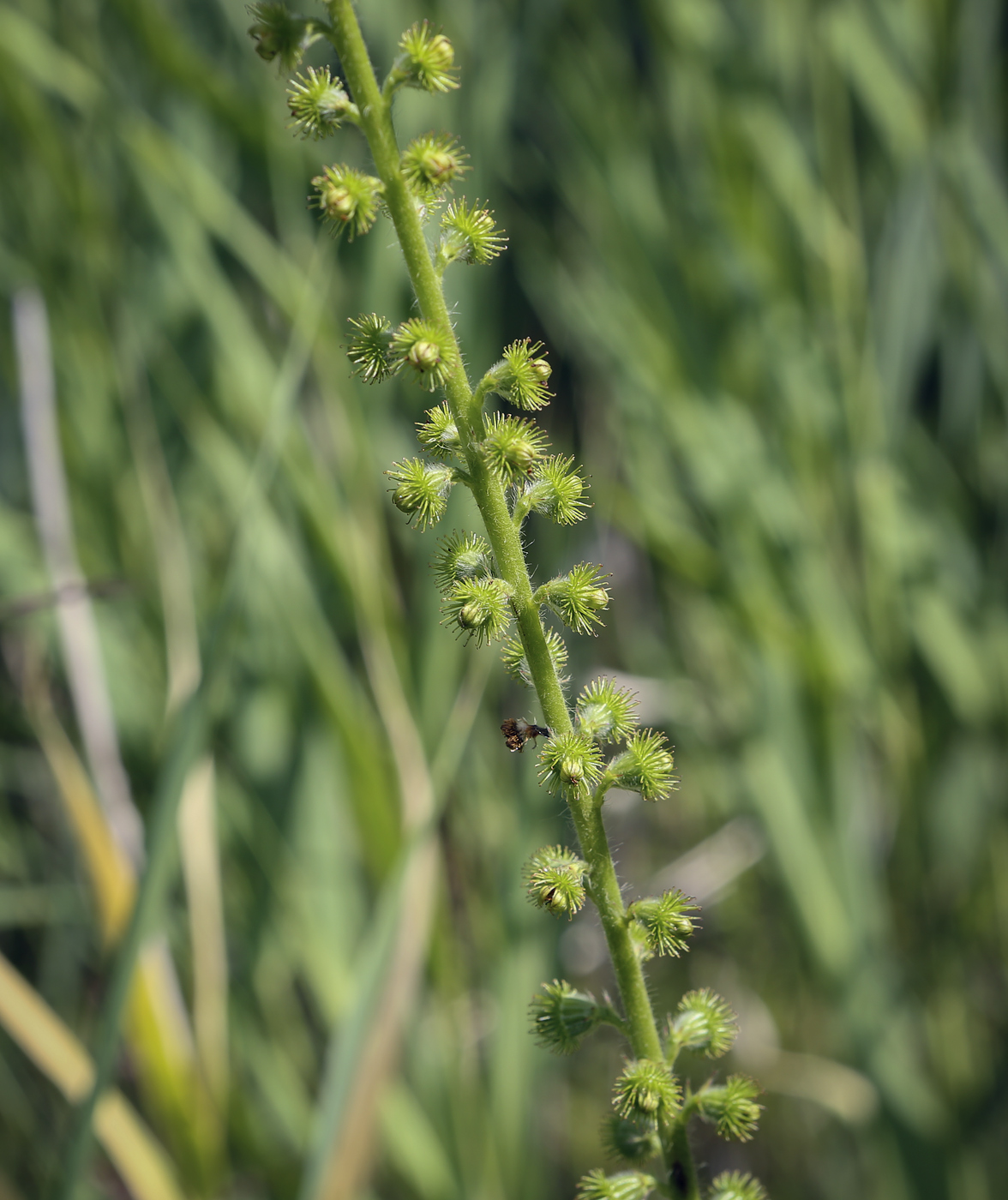 Image of Agrimonia eupatoria specimen.