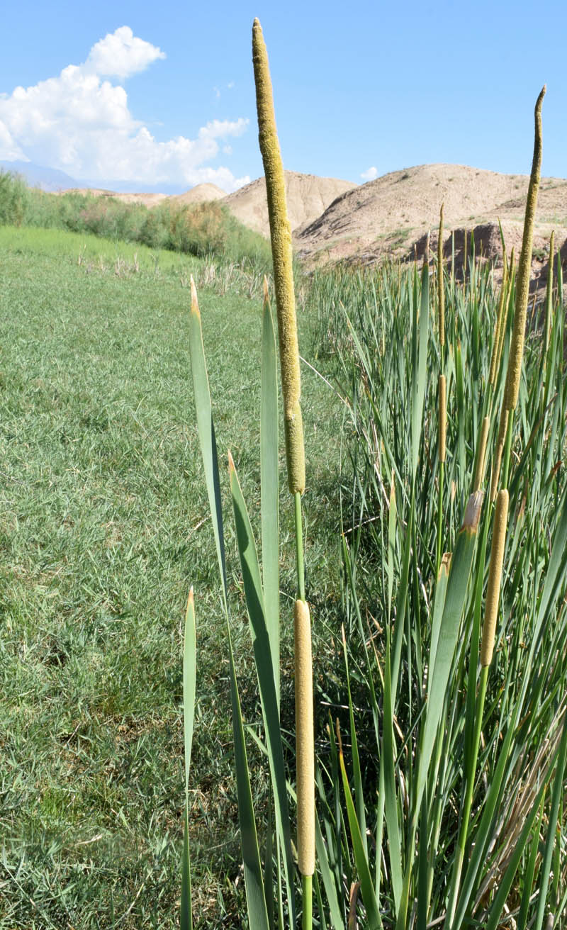 Изображение особи Typha angustifolia.