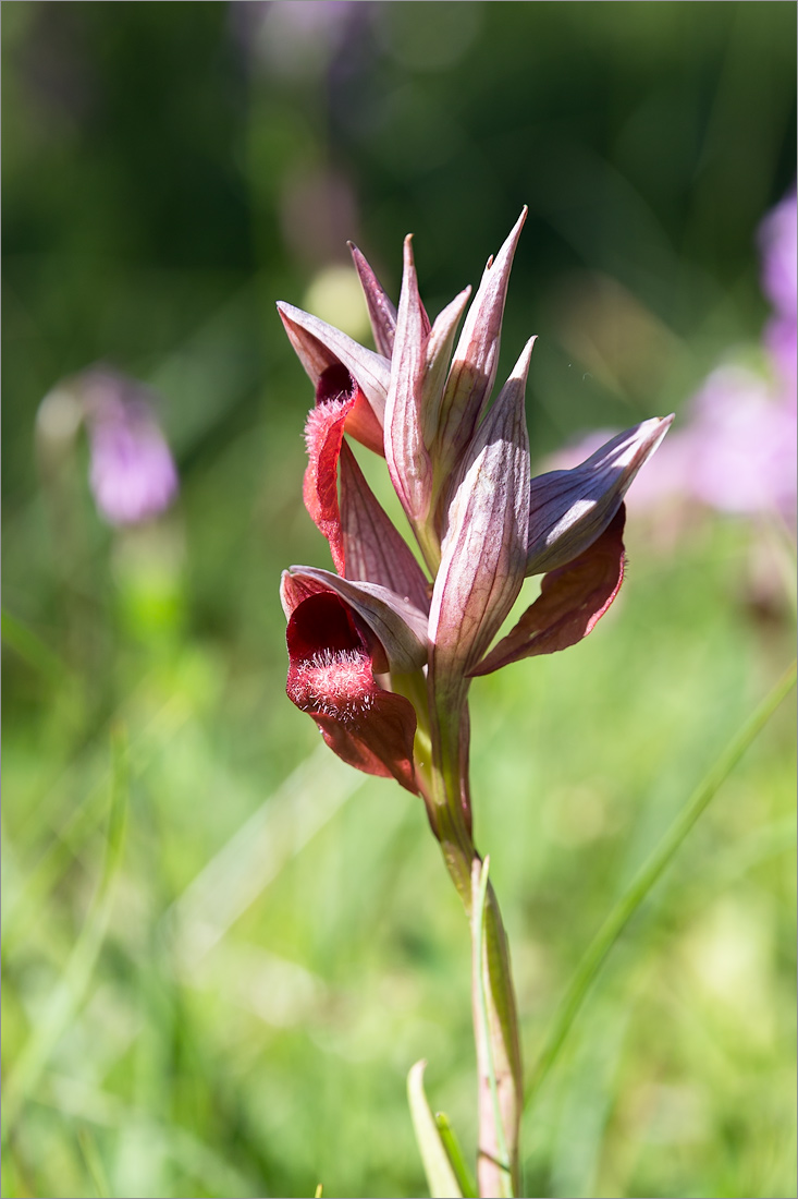 Изображение особи Serapias orientalis ssp. feldwegiana.