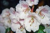 Rhododendron arboreum variety album. Цветки. Непал, 1-я провинция, р-н Расува, национальный парк \"Langtang\". 07.05.2002.