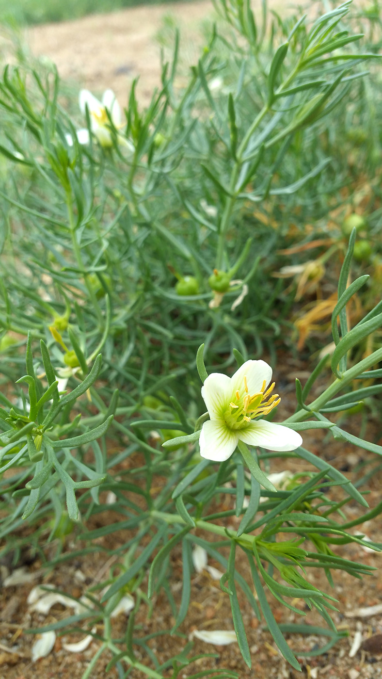 Image of Peganum multisectum specimen.