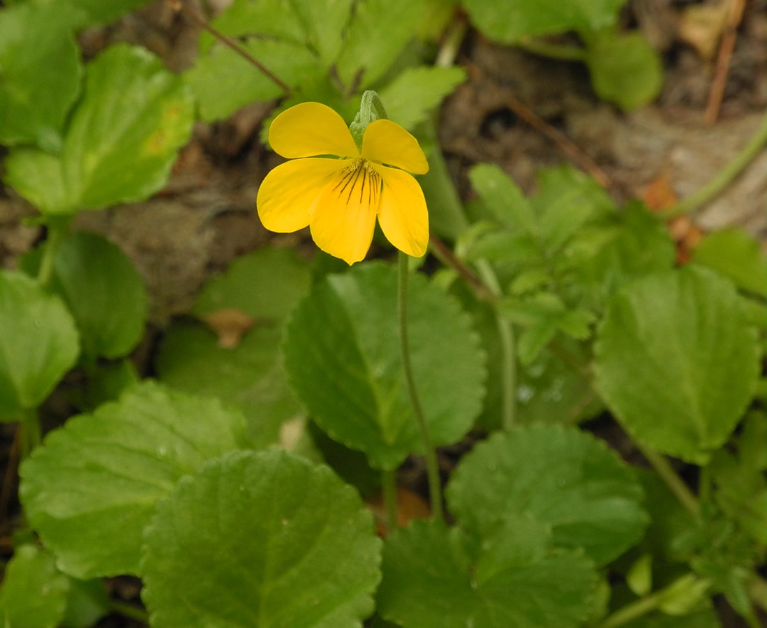 Image of Viola reichei specimen.