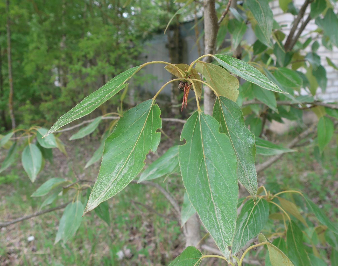 Image of Populus longifolia specimen.