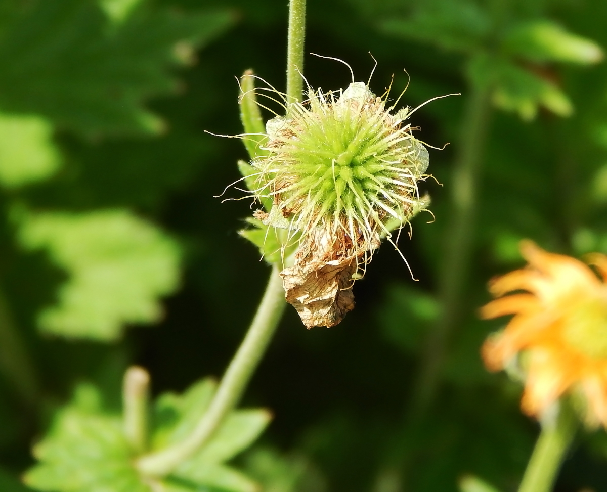 Image of Geum quellyon specimen.