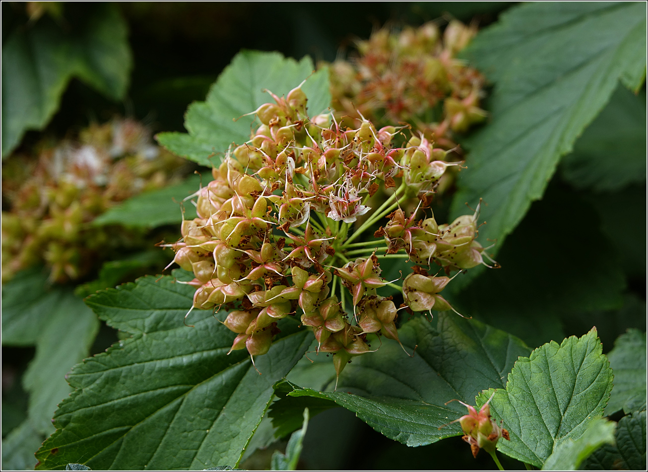 Image of Physocarpus opulifolius specimen.