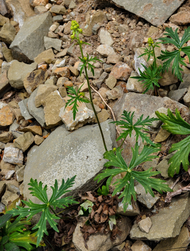 Image of Aconitum crassifolium specimen.