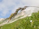 Festuca woronowii