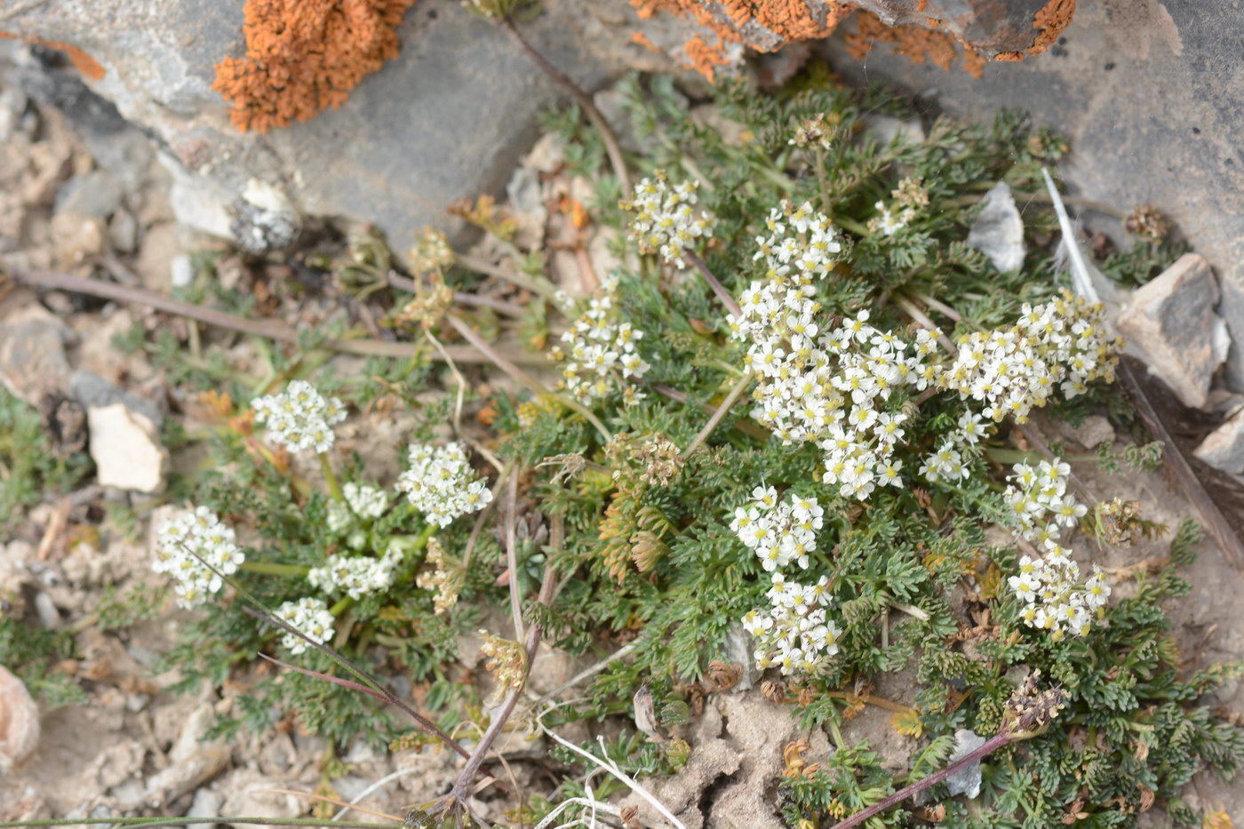 Image of Lomatocarpa albomarginata specimen.