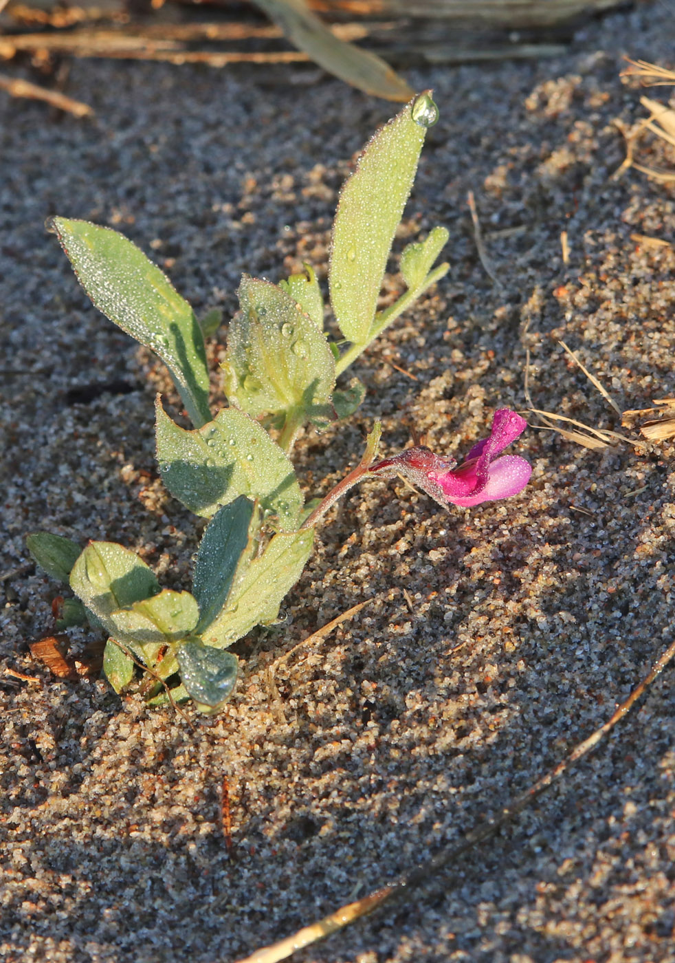 Изображение особи Lathyrus japonicus ssp. pubescens.