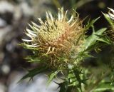 Carlina vulgaris