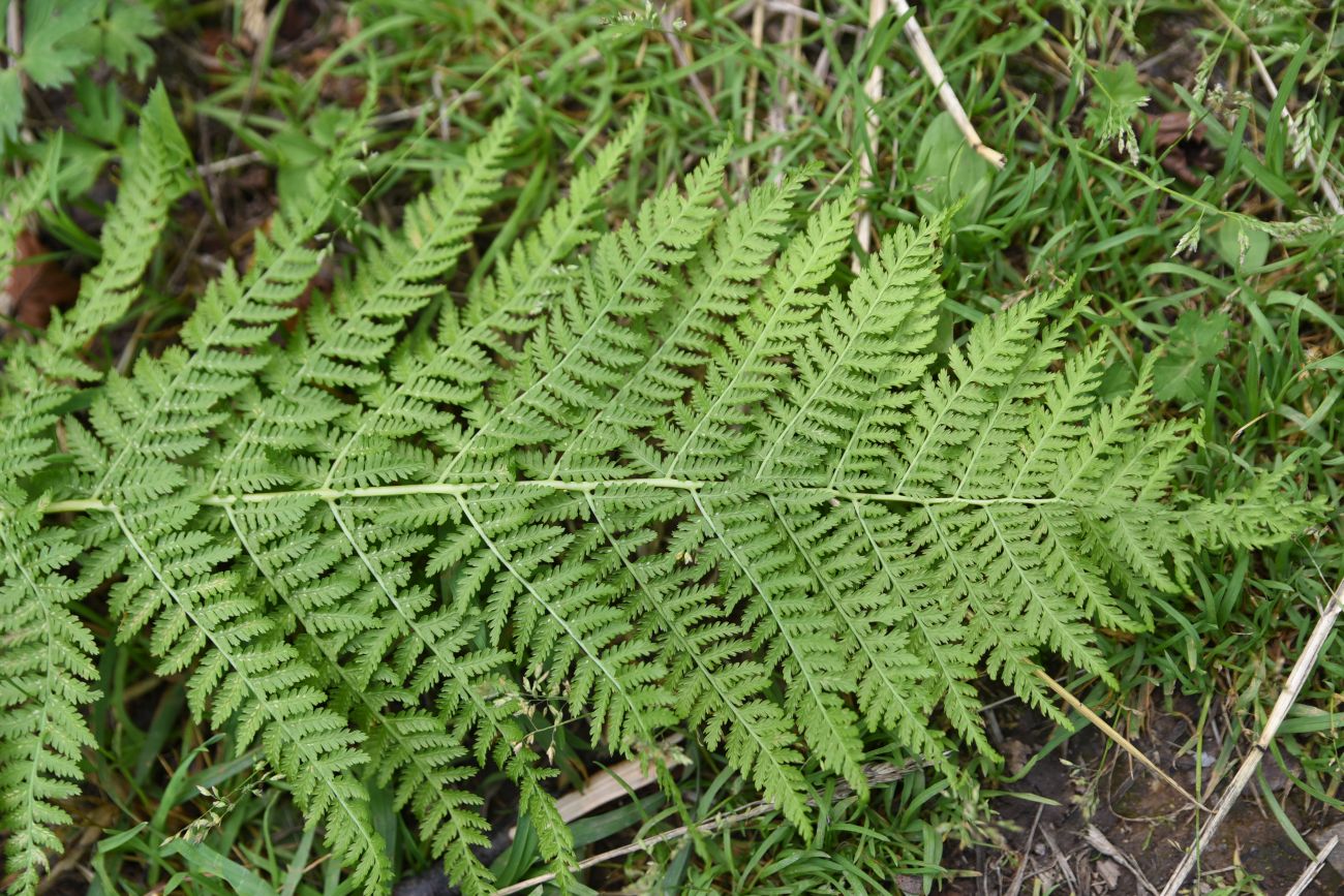 Image of Athyrium filix-femina specimen.