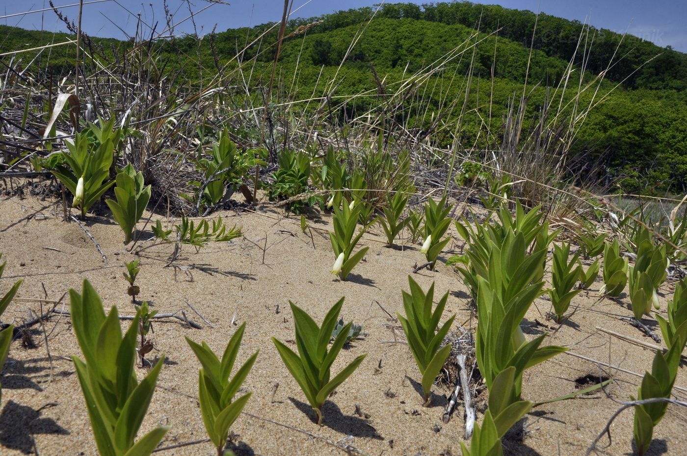 Изображение особи Polygonatum humile.