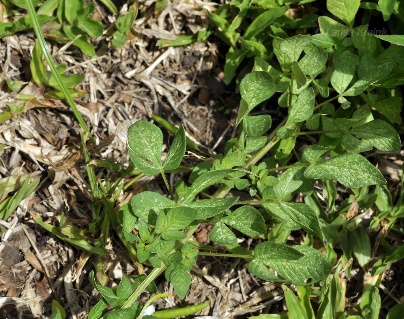 Изображение особи Cleome rutidosperma.