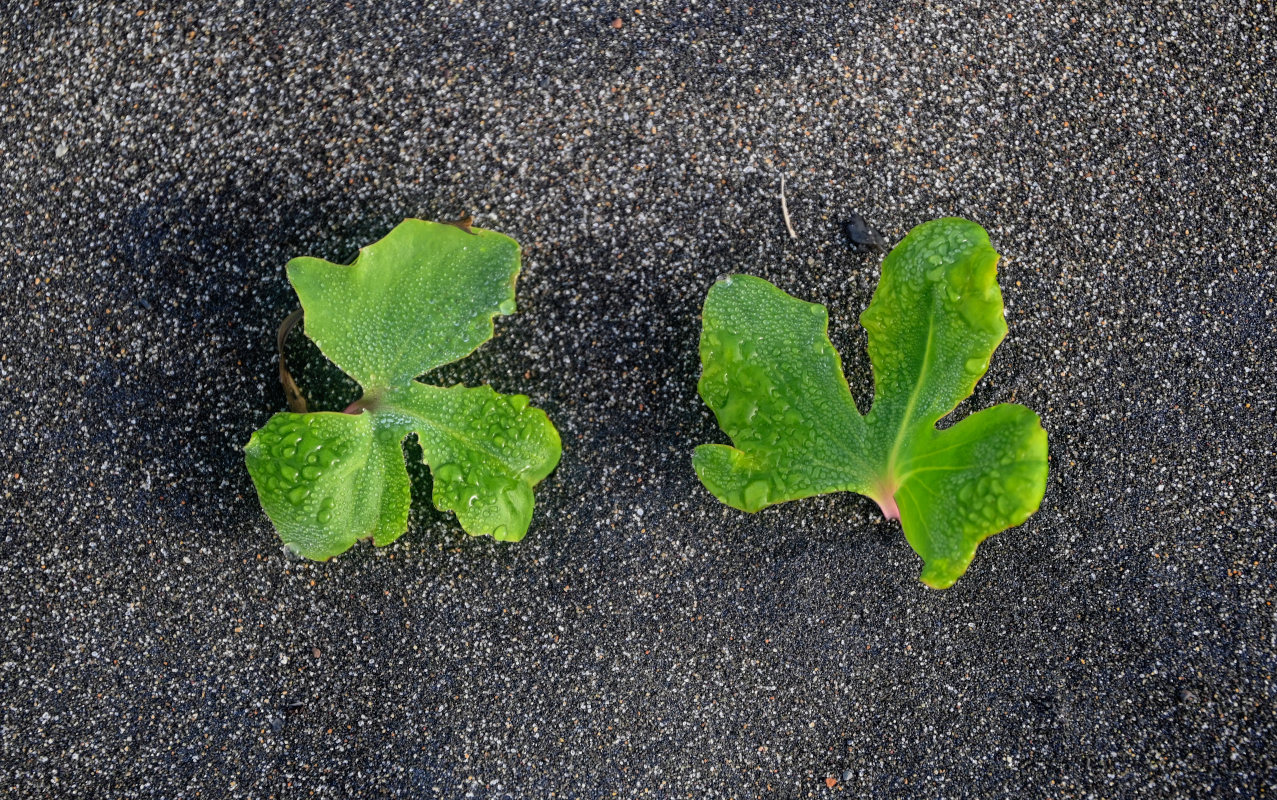 Image of Chorisis repens specimen.