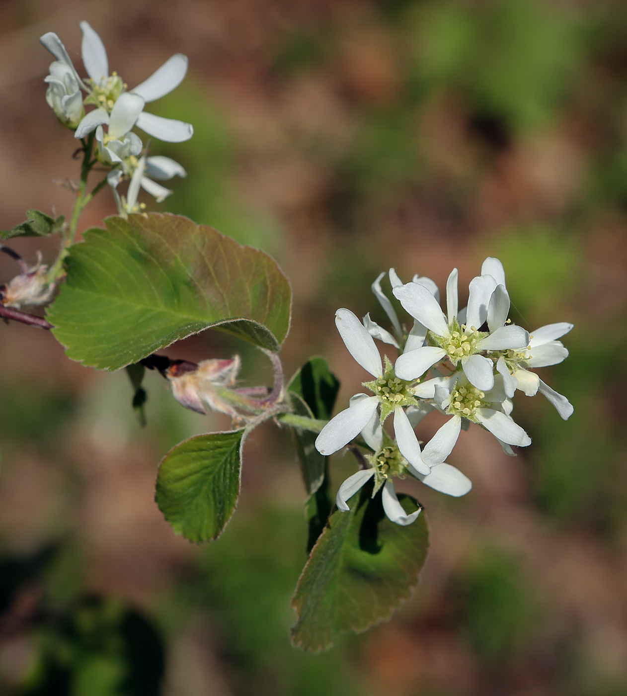 Изображение особи Amelanchier alnifolia.