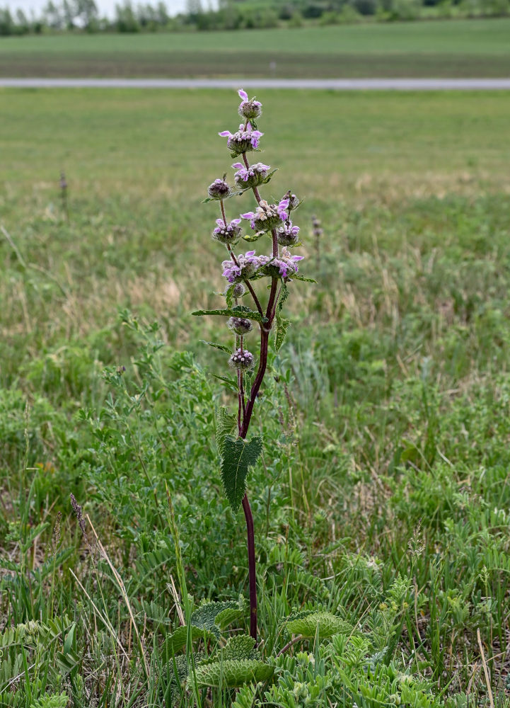 Image of Phlomoides tuberosa specimen.