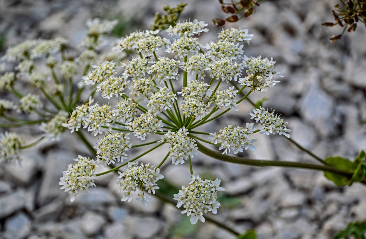 Image of Heracleum grandiflorum specimen.