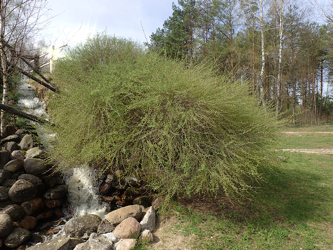 Image of Salix vinogradovii specimen.