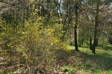 Forsythia ovata