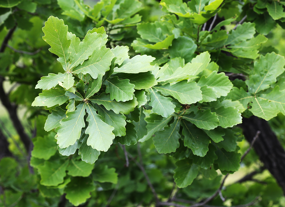 Изображение особи Quercus wutaishanica.